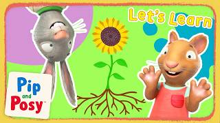 How Do Plants Grow  Lets Learn With Pip And Posy