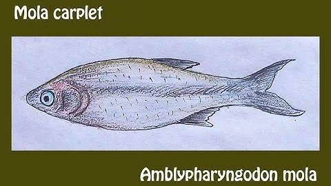 Mola Carplet | মলা মাছ | original audio tutorials #satisfying #creativeart #drawingforbeginners