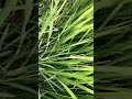 👉 “किसान भाई देखो ये नई खेती टेक्निक 😱 | Amazing Farming Trick 2026”