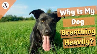 Why is my dog breathing heavily? Common causes? by luver dog 8,829 views 3 years ago 3 minutes, 42 seconds