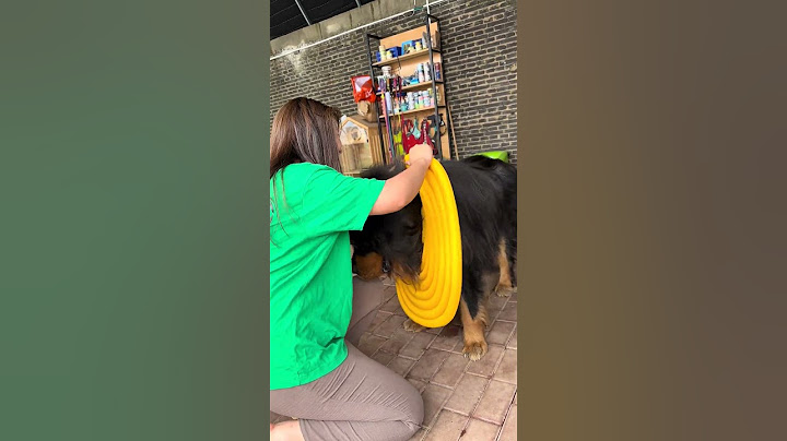 🐶给加布带了个伊丽莎白圈……把伤心事想了亿遍😂#dog #pets #藏獒 #加布 #萌宠 #宠物 #tibet #tibetanmastiff  #shortsvideo