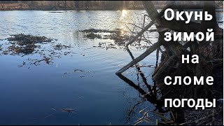 Окунь зимой на спиннинг на сломе погоды в декабре с берега