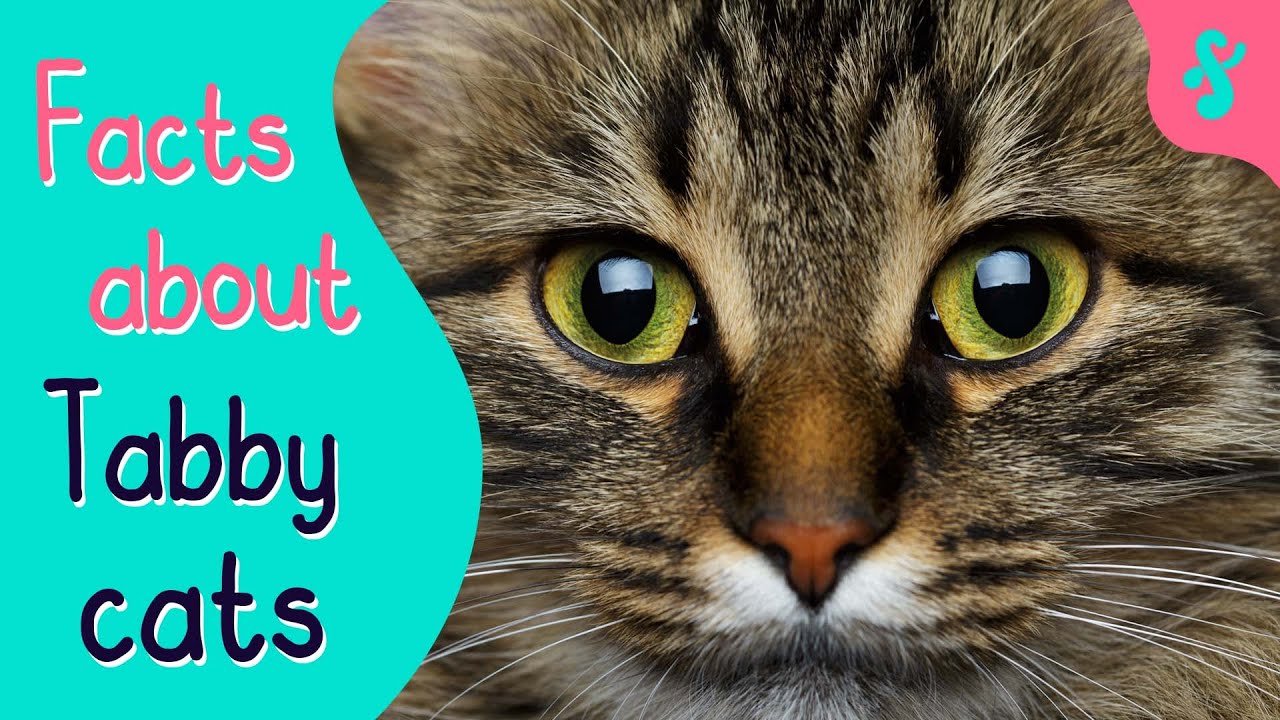 Top 10 Facts about Tabby Cats | Furry Feline Facts - YouTube