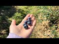 Seattle Vlog | Summer Fun - Picking blueberries and raspberries at local farms