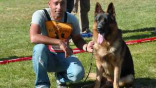 XXXI EXPOSICIÓN NACIONAL DE CRIA 2009(Real CEPPA-Siegerschau)1.Toda la Clace de Machos