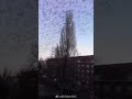 Tree of A Thousand Birds