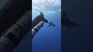 Is Diving with SHARKS Safe? #shortvideo #scubadiving