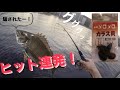 【東京湾奥】本物並みに釣れる！？ニセモノのカラス貝で大型黒鯛！短時間でも当たり連発！