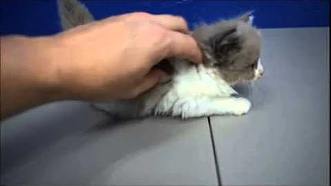 Video 1100831: kitten ragdollkittens, mink kitten, bicolor mink, mink female