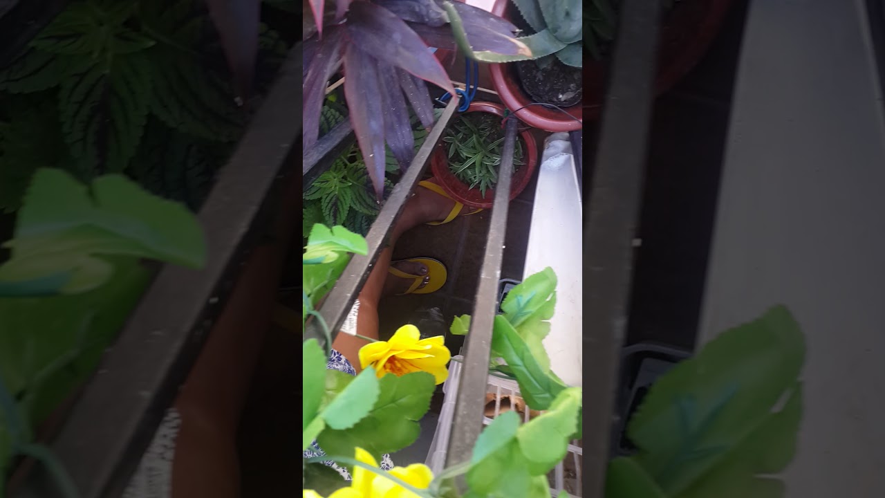 Halaman lover si AteNimz1