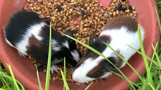 BABY GUINEA PIGS IN THE OPEN