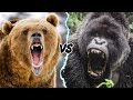 GORILLA VS GRIZZLY - WHO WOULD WIN IN A FIGHT?