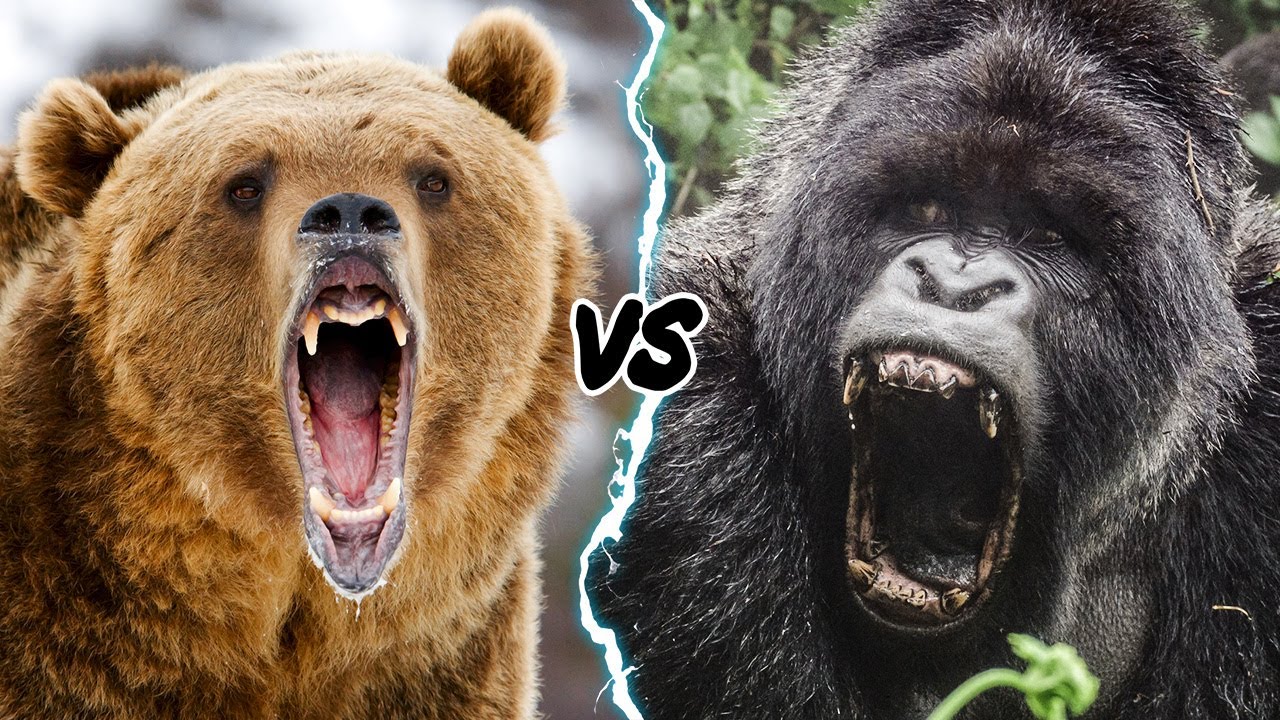 GORILLA VS GRIZZLY - WHO WOULD WIN IN A FIGHT? - YouTube