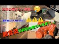 【超音波使用sl016】猫のフン害対策