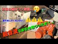 【超音波使用sl016】猫のフン害対策