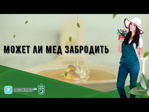 Может ли мед забродить