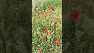 Dulceata din petale de maci