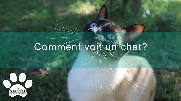 4 choses à savoir sur la vision du chat | Assur O'Poil