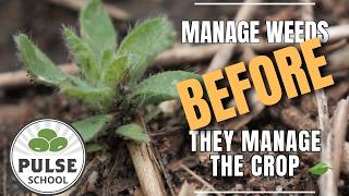 Pulse School: Managing weeds before they manage the crop