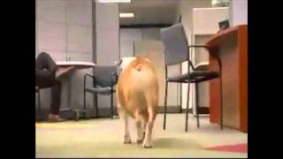 Fellowes Office Paper Shredder Bulldog Commercial Video