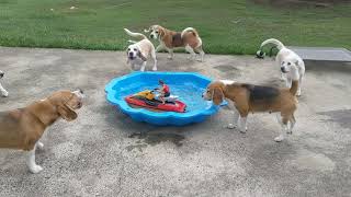 Asalei Beagles and a remote control jetski