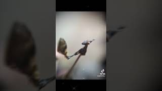 Download Lagu Close up of a young Wandering violin mantis 🎻 #mantis #bug #prayingmantis #insect #nature #pets MP3