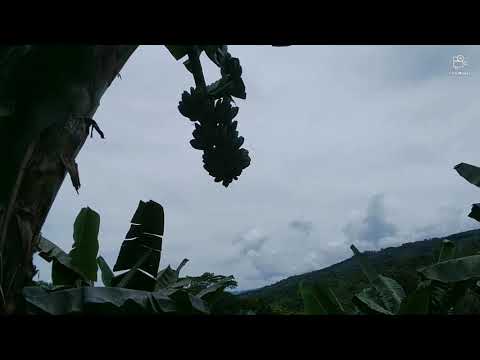 Memetik Labu Putih Di Kebun Pisang Part 5