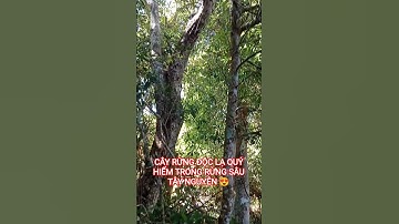 CÂY RỪNG ĐỘC LẠ QUÝ HIẾM TRONG RỪNG SÂU TÂY NGUYÊN HÙNG VĨ