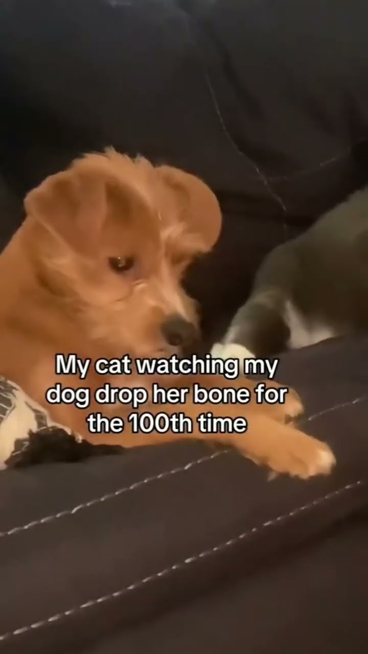 Kittyo judging bro like how you drop that during the music video