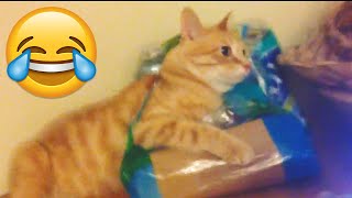 Epic Cats Fails Compilation  Funniest Cat Videos || PETASTIC