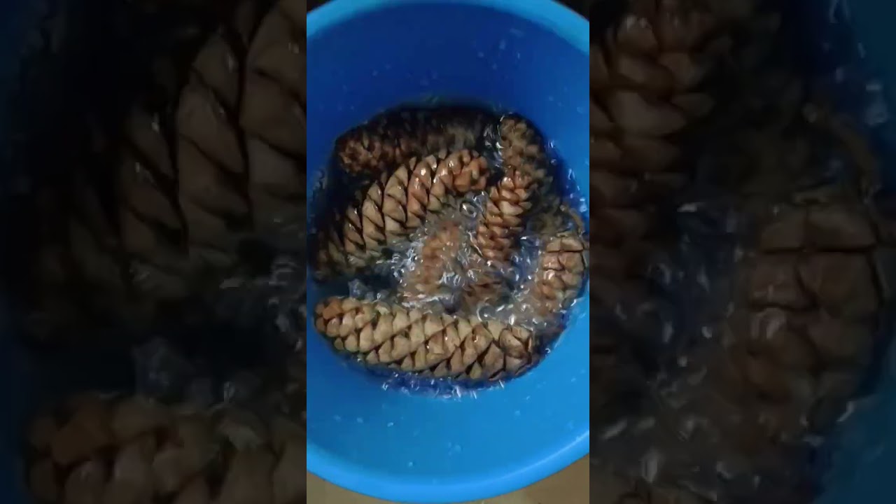 How to Decor Pine Cones..🌲