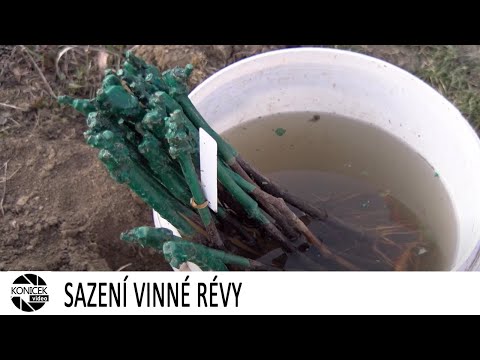 Video: Výsadba Pěstovaných Sazenic V Otevřeném Terénu. Typické Chyby