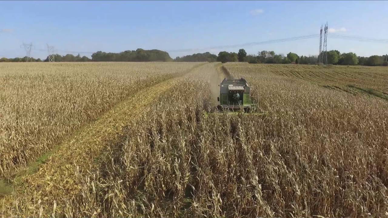 Drone and Combine in Corn