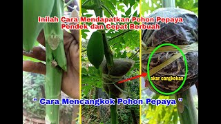 CARA MENCANGKOK POHON PEPAYA Agar Pohon Pendek dan Cepat Berbuah