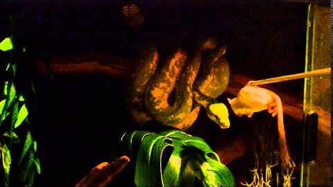 Green Tree Python feeding fail