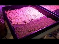 Закладка семян и пред посевная обработка микрозелени (MICROGREENS).