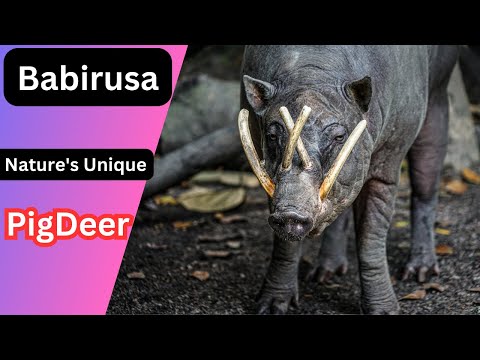 Babirusa || The Hidden Secrets of Male Babirusa Tusks Unveiled
