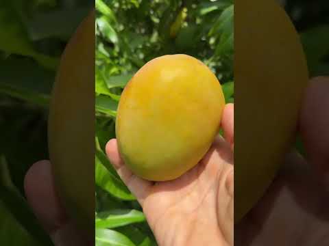 Graham Mango