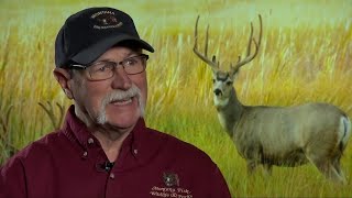 Chronic Wasting Disease Creates Zombie Deer? Not Exactly, Says Montana Wildlife Official