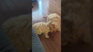 Puppy Bowl The Cutest Competition shorts ytshorts