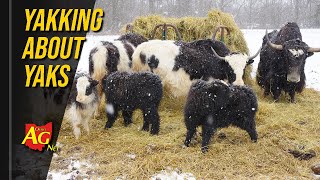 Yaks in Ohio: A farm that loves the cold screenshot 5