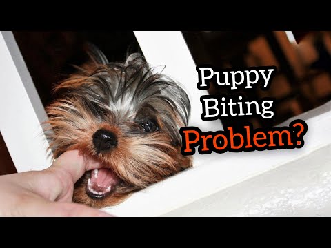 How To Stop Puppy From Aggressive Biting