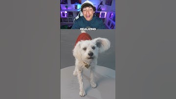 De echte hond achter Krypto in Superman (Ozu The Dog)