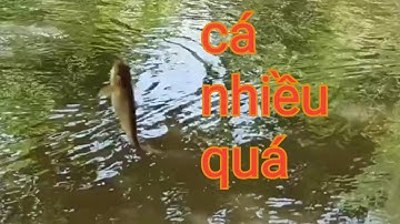 Câu cá rô đồng cá chốt, cá nhiều quá giật đã tay / Hai lúa săn bắt / T15