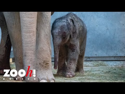 Neugeborenes Elefantenkalb im Zoo Zürich