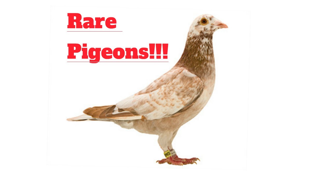 My Rare Coloured Racing Pigeons! - YouTube