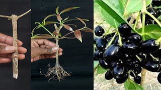How To Grow Jamun From Cutting / Grow Black Plum in Easy Way