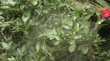 Pesticidewise: spot spraying insecticides/fungicides