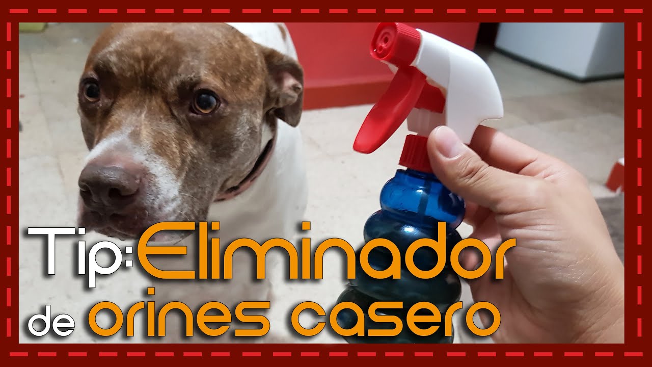 Tip: Eliminador de olor de orina para perro o gato - YouTube