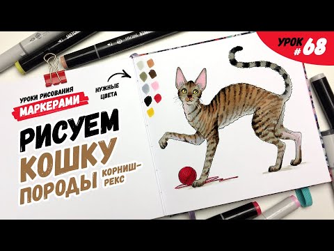 Как нарисовать кошку породы корниш-рекс? / Видео-урок по рисованию маркерами для новичков #68